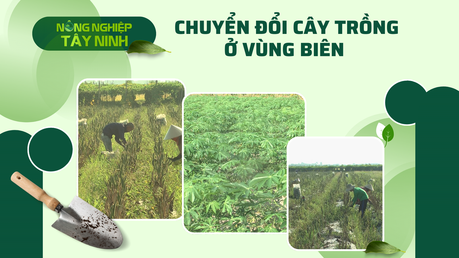 Chuyển đổi cây trồng ở vùng biên | NÔNG NGHIỆP TÂY NINH