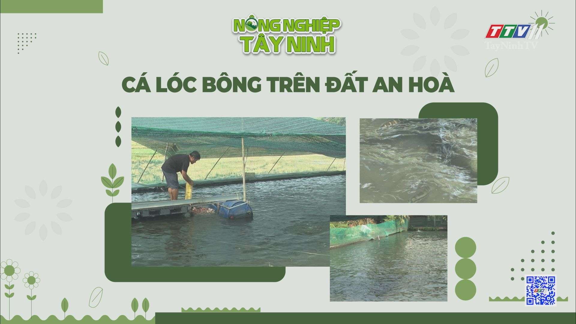 Cá lóc bông trên đất An Hòa | NÔNG NGHIỆP TÂY NINH | TayNinhTV