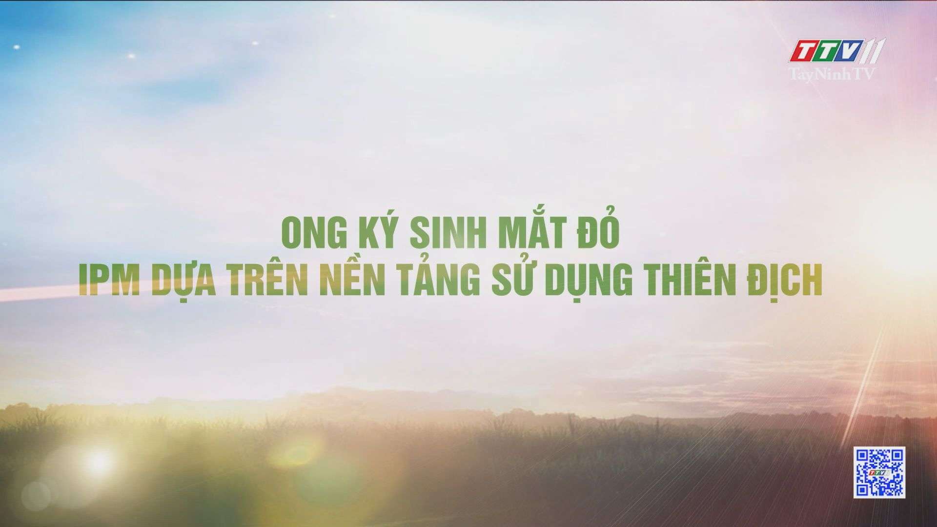 Ong ký sinh mắt đỏ - IPM dựa trên nền tảng sử dụng thiên địch | CÂY MÍA VIỆT