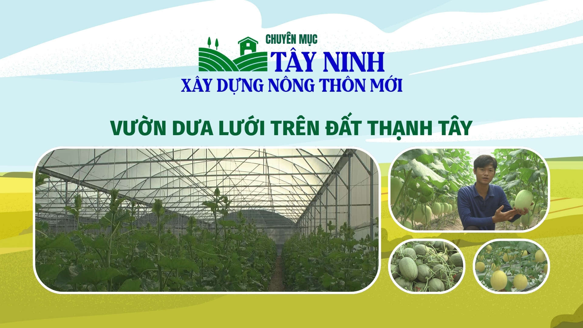Vườn dưa lưới trên đất Thạnh Tây