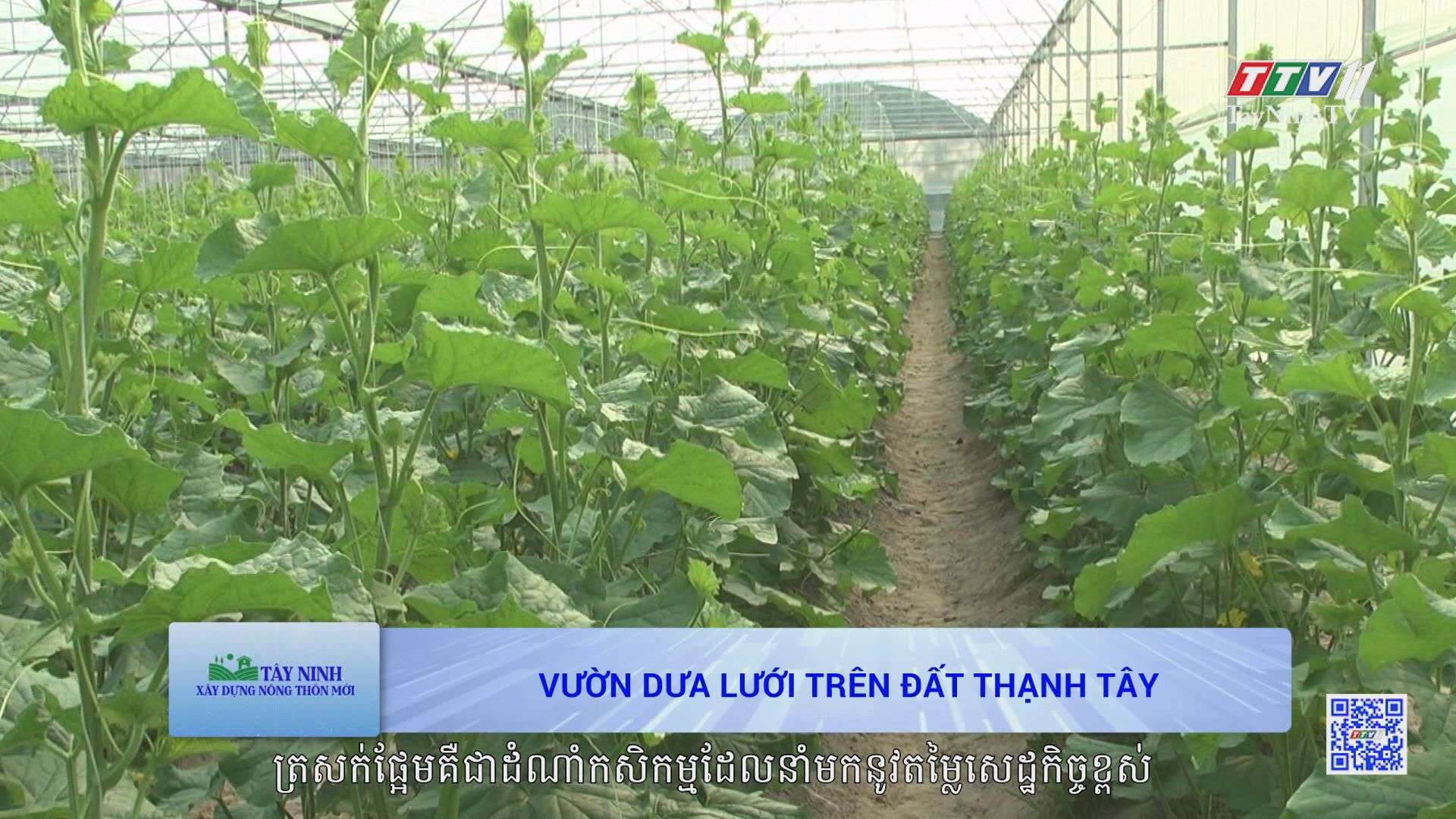 [Phụ đề tiếng Khmer] Vườn dưa lưới trên đất Thạnh Tây | Tây Ninh xây dựng nông thôn mới | TayNinhTVToday