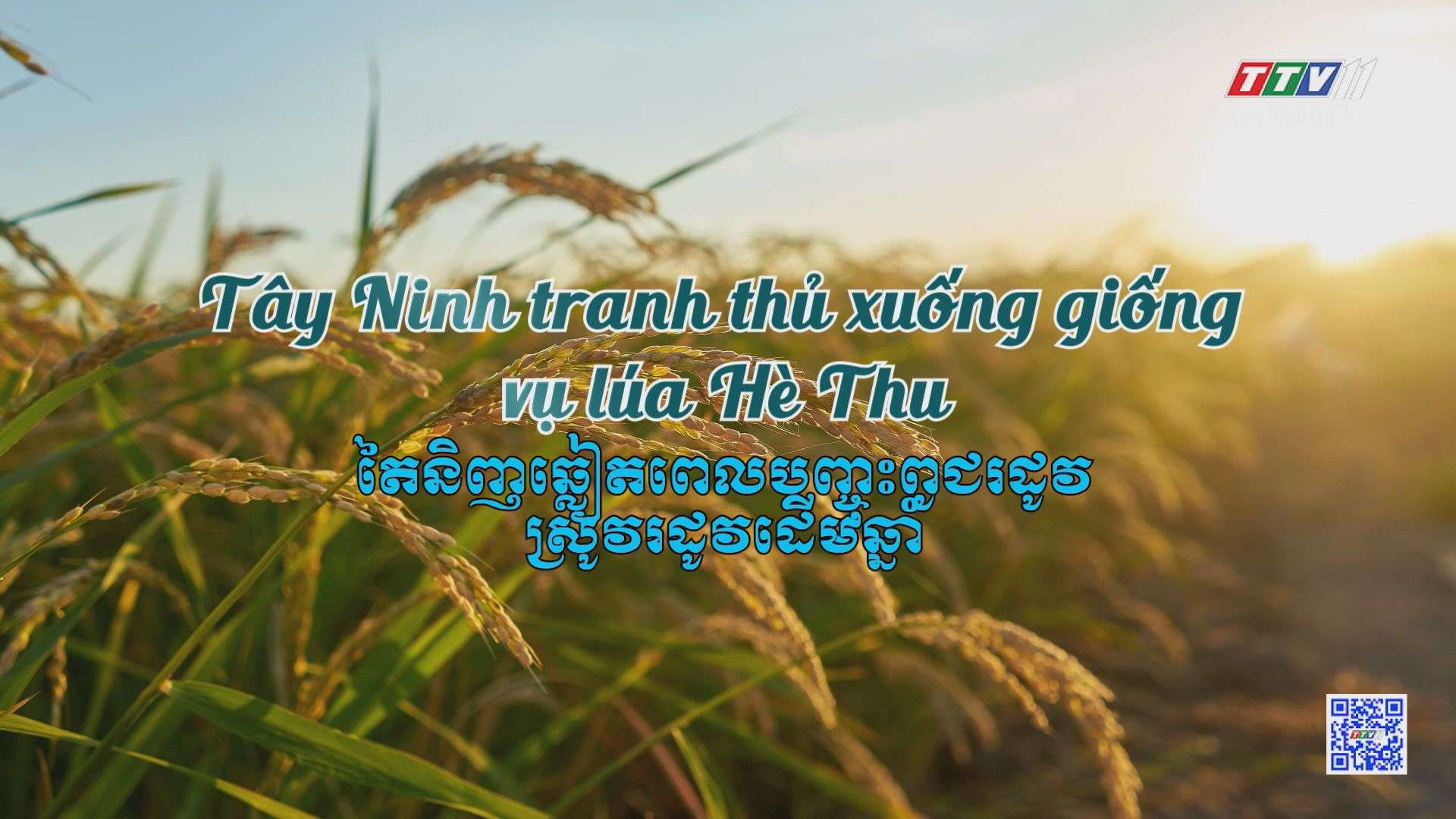 [Phụ đề tiếng Khmer] Tây Ninh tranh thủ xuống giống vụ lúa Hè Thu | Nông nghiệp Tây Ninh | TayNinhTVToday