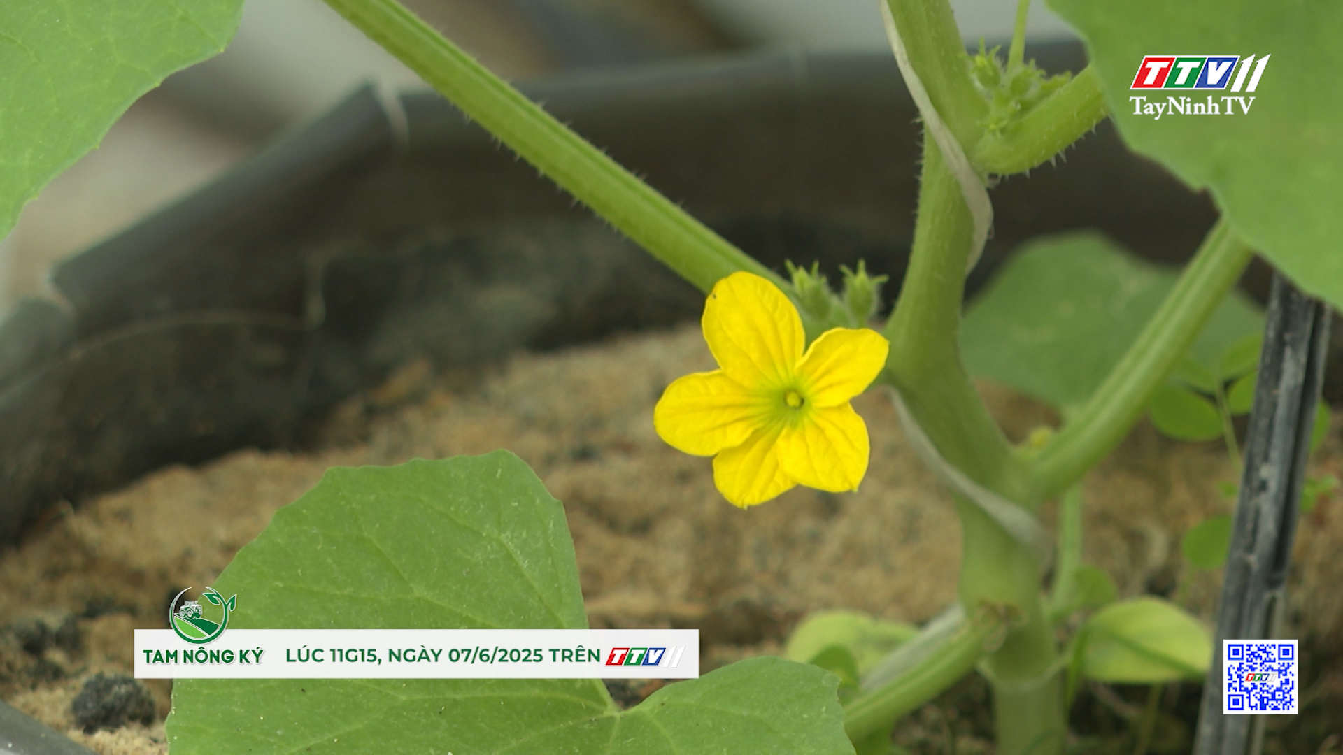 Trailer TAM NÔNG KÝ | Dưa lưới Trồng chắc - thu bền | TayNinhTV