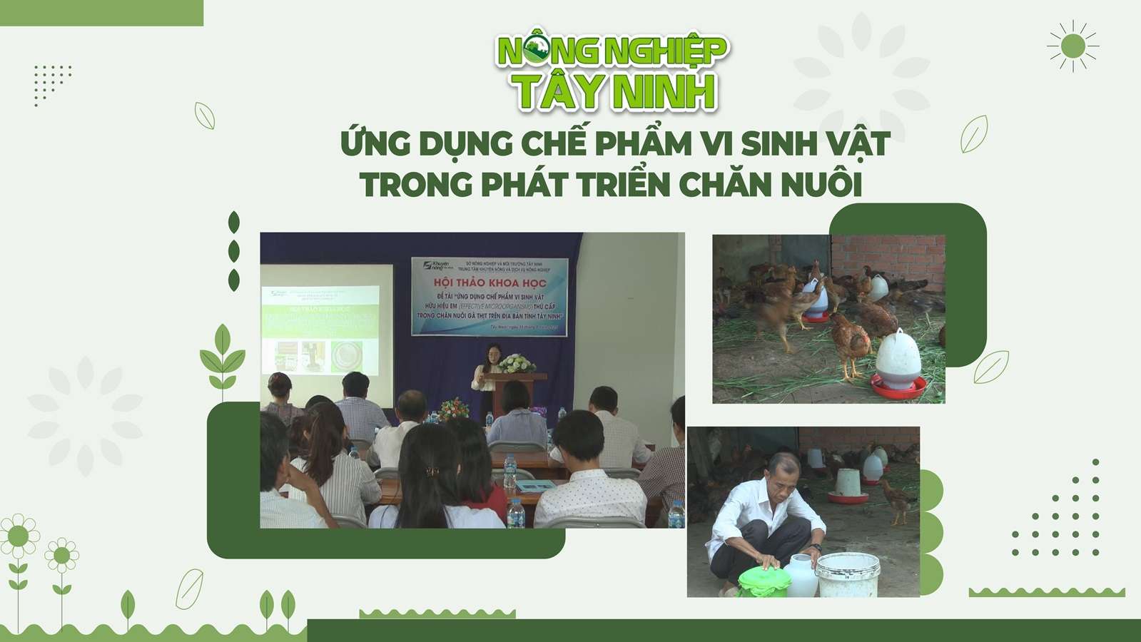 Ứng dụng chế phẩm vi sinh vật trong phát triển chăn nuôi | NÔNG NGHIỆP TÂY NINH
