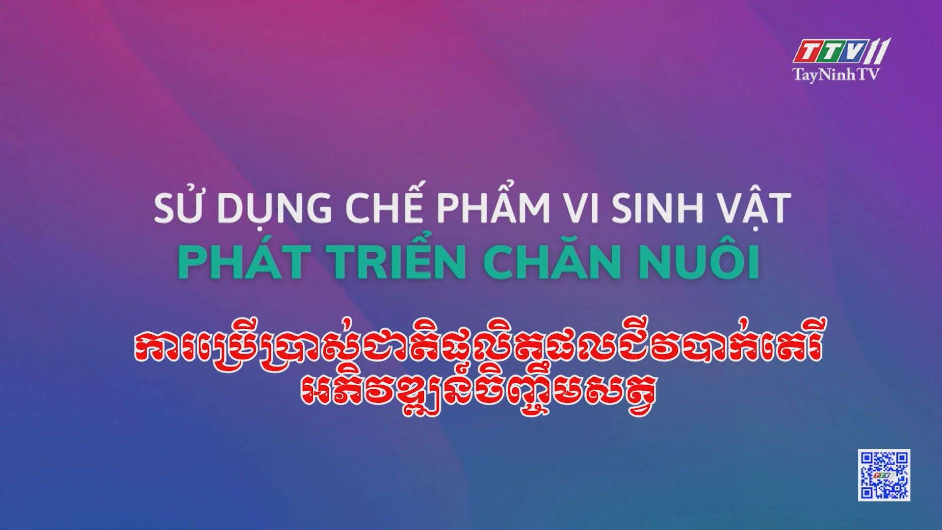 [Phụ đề Khmer] Ứng dụng chế phẩm vi sinh vật trong phát triển chăn nuôi | NÔNG NGHIỆP TÂY NINH
