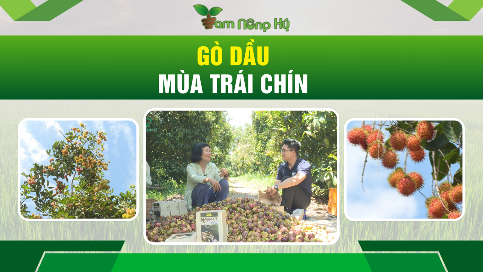 Gò Dầu mùa trái chín | TAM NÔNG KÝ