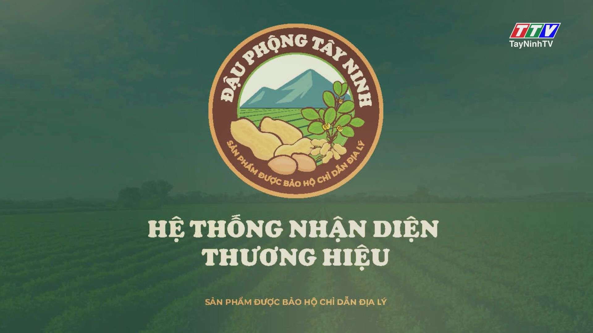 Đậu phộng Tây Ninh | PHÓNG SỰ | TayNinhTV